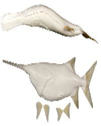 Paddlefish (Spoonbill) Form | Research Mannikins Taxidermy Supply