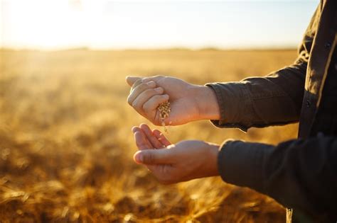 Incre Bles Manos De Un Agricultor Sosteniendo Un Pu Ado De Granos De