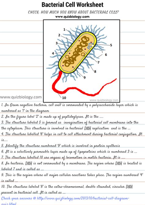 Characteristics Of Bacteria Worksheet Answer Key — Db