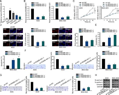 RGMB AS1 MiR 22 3p NFIB Axis Contributes To The Progression Of Gastric