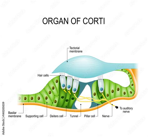 The organ of Corti in a cross-section Stock Vector | Adobe Stock