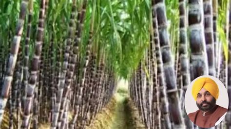 Punjab Cm Hikes Sugarcane Price By Rs 11 Per Quintal To Rs 391 Says