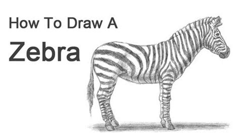 rapid Art Drawing Animal - Renaldo Varisco