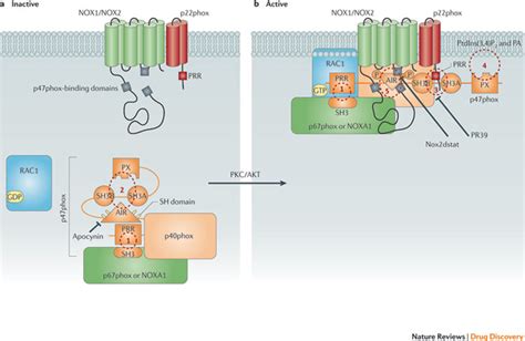 Schematic Diagram Showing P47phox As The Central Organizer Of The