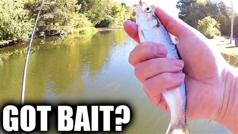 Easy Way To Catch Bait Fish Without A Net Catching Bass Catfish Bait