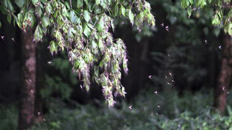 How To Catch Bass On Summer Mayfly Hatches