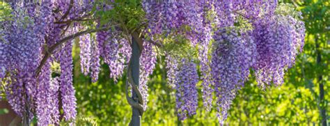 Glicynia Wisteria sadzenie uprawa i pielęgnacja Poradnik