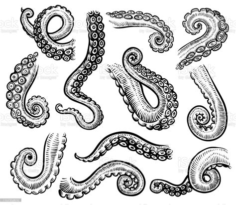 Tentacles Of Octopus Vector Hand Drawn Collection Of Engraving