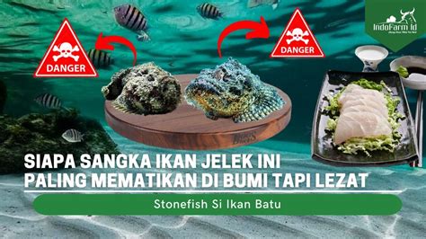 Ternyata Ini IKAN PALING BERBAHAYA Di Bumi Tapi Lezat Ikan Stonefish