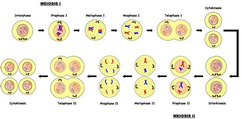 Meiosis Diagram | Quizlet