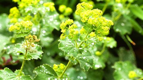 How To Plant Grow And Care For Ladys Mantle