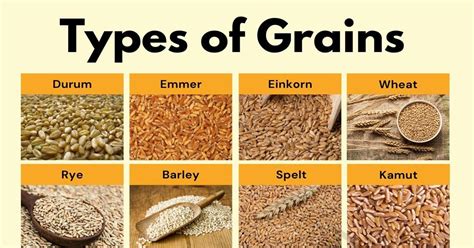 Types of Grains in English • 7ESL | Einkorn, Grains, Mood off images