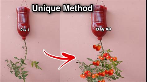 Easy Method To Grow Tomatoes Plant In Hanging Plastic Bottles