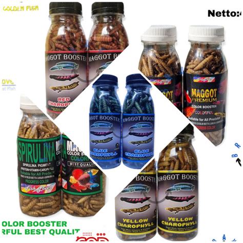 Jual Pakan Ikan Predator Maggot Kering Grade A Original Red Gram