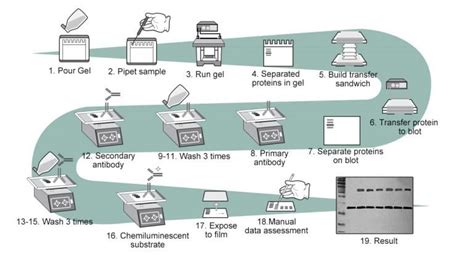 Western Blotting Principle Procedure And Applications