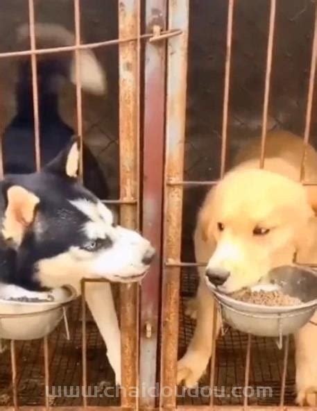 二哈霸凌抢食又抢水，好坏的狗，就像身边某个人 柴豆豆柴犬