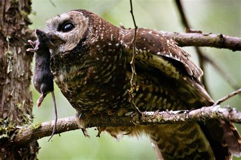 Robin Loznak Photography Northern Spotted Owl