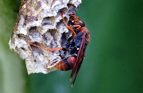 Australian Paper Wasp A Photo On Flickriver