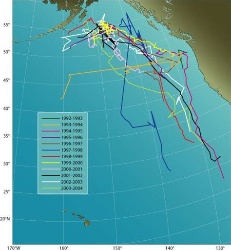 52 hertz whale - Alchetron, The Free Social Encyclopedia