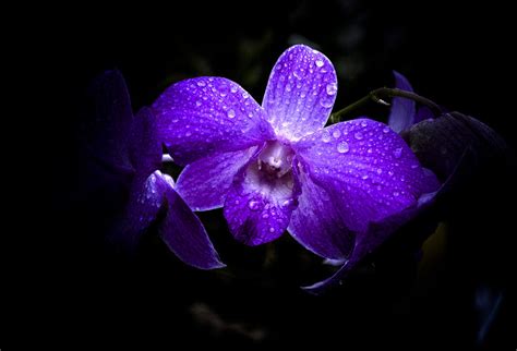 Lavender Orchids Photograph by Julie Palencia | Pixels