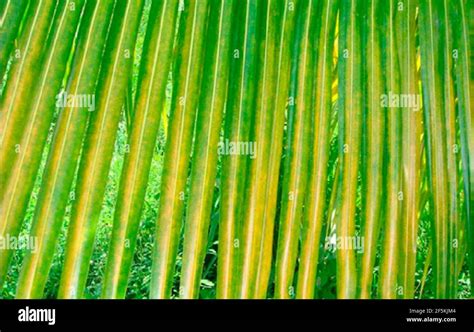 Raoiella Indica Red Palm Mite Damage To Palm Leaves 2 Stock Photo Alamy