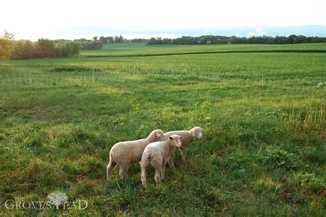 Managed Intensive Rotational Grazing For Sheep The Grovestead