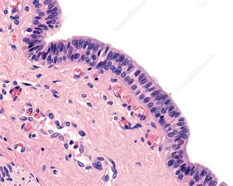 Submandibular Salivary Gland Light Micrograph Stock Image C040