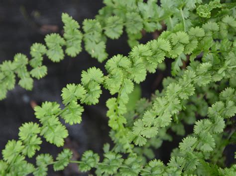 Wietlica Samicza Athyrium Filix Femina Frizelliae Papro P