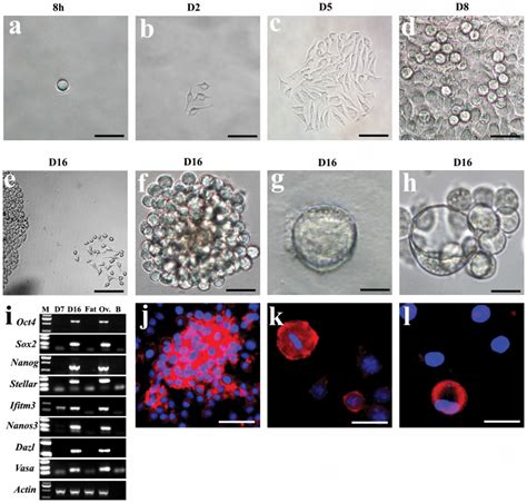 A Morphology Of A Single L929 Cell In Culture B The Isolated L929 Download Scientific