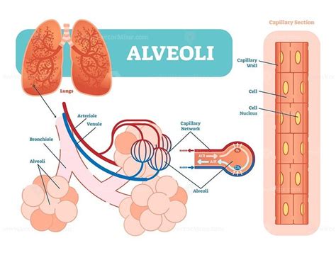 Lungs Alveoli Schematic Anatomical Vector Illustration Diagram With Hot Sex Picture