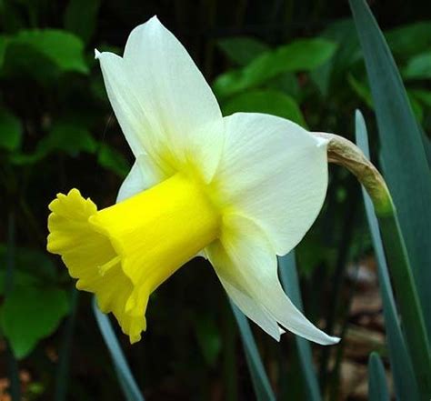 Fiori Narciso Fiori Di Piante