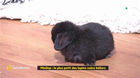 Chris minilop élevage et vente de minilop et lapin bélier extra nain