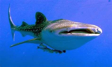 Rhincodon typus Tubarão baleia FAUNA DIGITAL DO RIO GRANDE DO SUL