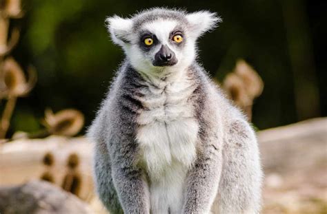 Lemur: Profile, Description, Traits, Diet, Habitat, Facts - Primates Park