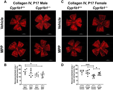 Restoration Of Retinal Neovascularization In Female Cyp1b1 −− Mice By