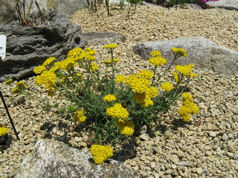 Achillea Tomentosa Woolly Yarrow North Carolina Extension Gardener