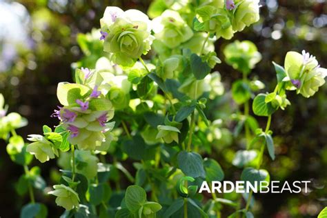 Ornamental Oregano Guide: How to Care for “Origanum Kent Beauty”