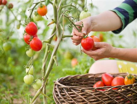 How And When To Harvest Tomatoes Backyard Boss