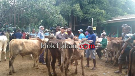 Jelang Idul Adha Harga Sapi Mulai Naik