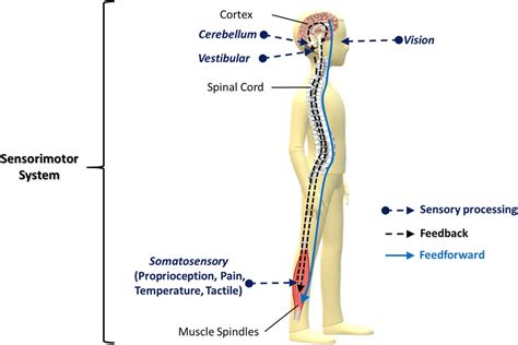 Integration Of The Sensorimotor System The Sensorimotor System