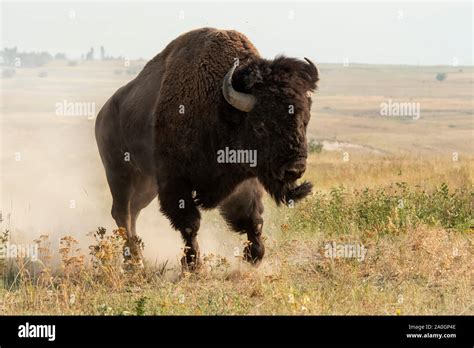 North America United States Montana National Bison Range Wildlife