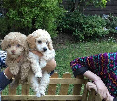 6 Ways to Care for a Toy Poodle - wikiHow