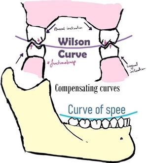 Curve of Spee | News | Dentagama