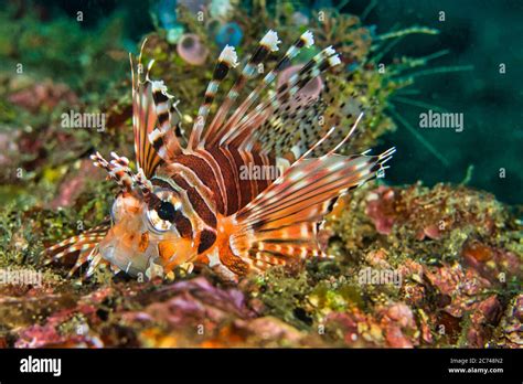 Lionfish Pterois Antennata Hi Res Stock Photography And Images Alamy