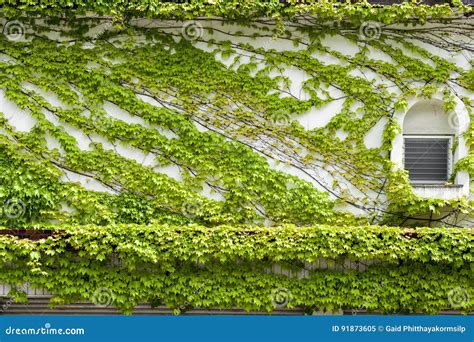 House Wall And Windows Covered By Climbing And Creeping Green Ivy Stock