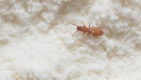 5 Little Bugs In Flour And 6 Easy Steps To Quickly Get Rid Of Them 2022