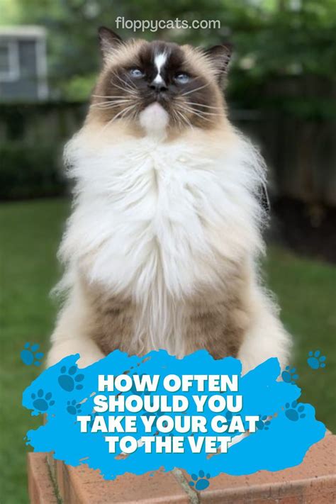 How Often Should You Take Your Cat To The Vet