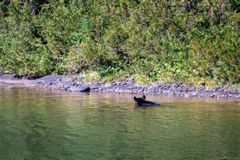 Bedwell Lake Trail, Strathcona Provincial Park: Ultimate Guide ...