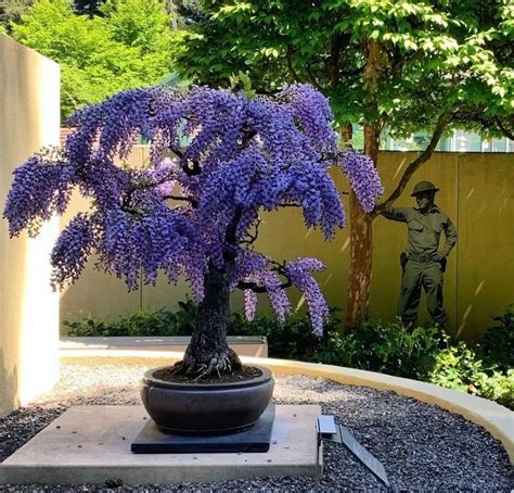 Purple Rain Wisteria Bonsai Tree Seeds, Best Gift for Him Her Mom Dad Teacher Home Decor ...