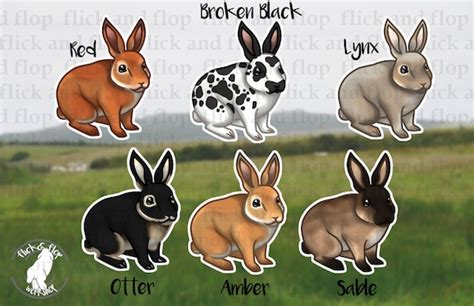 Rex Rabbit Color Chart